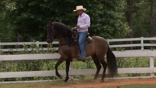 Caballo Criollo Colombiano Criadero Golden Ranch Texas USA - Campo - Mundo del Campo