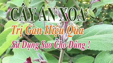Cây An Xoa Chữa Bệnh Gan Hiệu Qủa  Vậy Dùng AN XOA Thế nào cho đúng