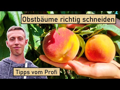 Video: Tipps zum Beschneiden der Holländerpfeife