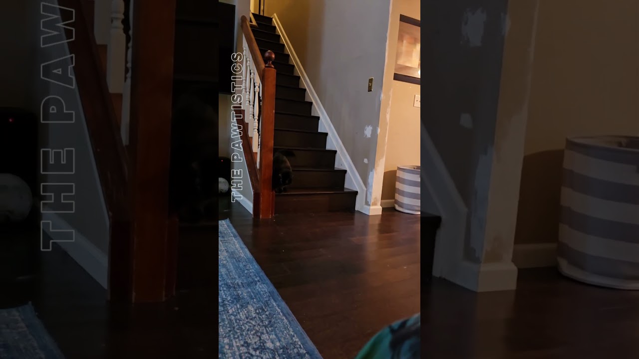 Luna is the protector (and duster) of our stairs. 