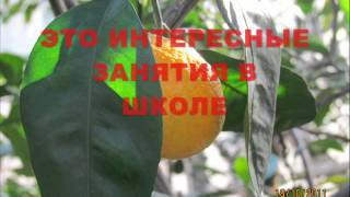 Кружок биологии Кружок биологии