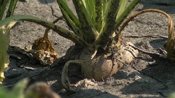 Sugarbeet Struggles