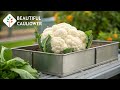 Finally Harvesting My FIRST EVER CAULIFLOWER - An Unforgettable Moment!