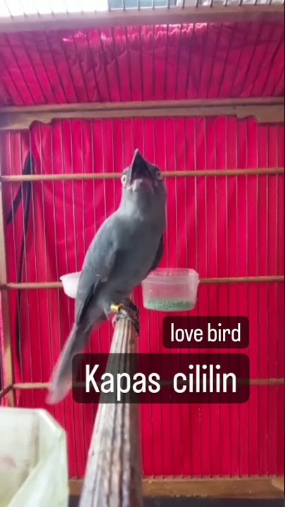 Srigunting Abu Abu dengan suara isian lovebird kapas tembak dan cililin