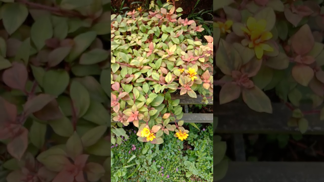 Lysimachia sunburst | 