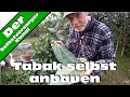 Tabak selbst anbauen