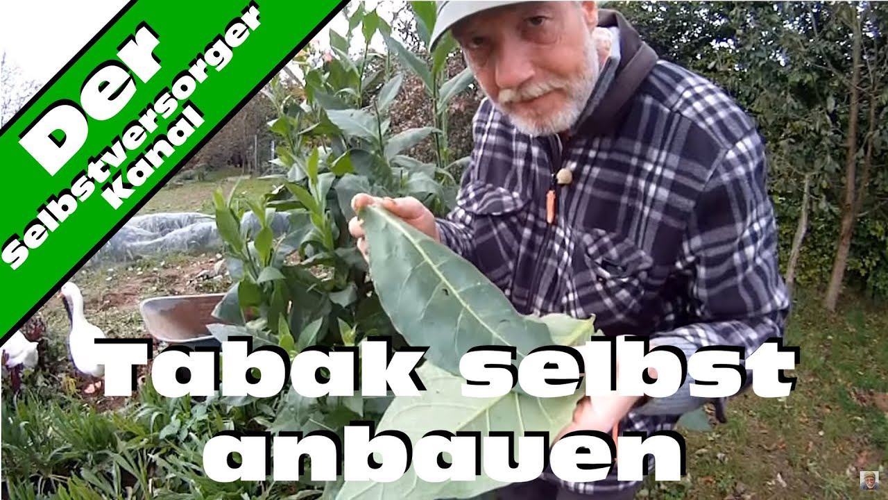 Tabak Selbst Anbauen Youtube