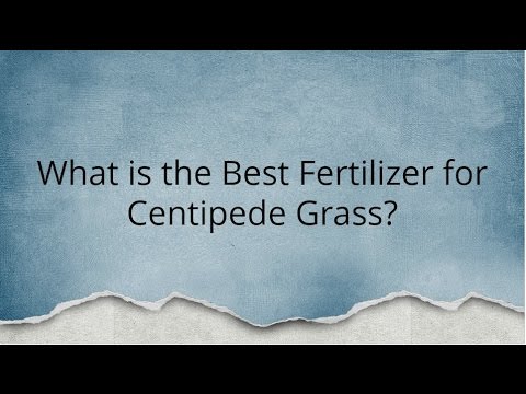 What is the Best Fertilizer for Centipede Grass? - YouTube