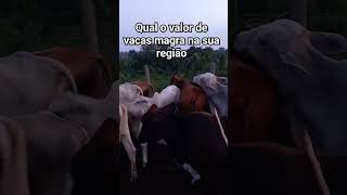 Qual o valor de vaca magras na sua região diga ae pra nós?