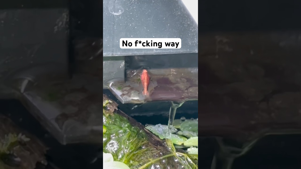 Shrimp walking on LAND 🦐😳