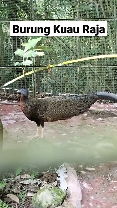 Melihat Langsung Burung Kuau Raja, dan Dengar Suaranya.