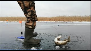 Первый лёд. Рыбалка на жерлицы!!! Попали на раздачу.