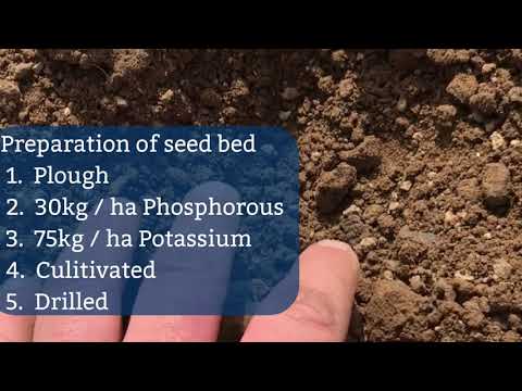 Spring Beans Agronomy