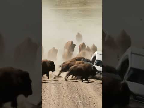 Yellowstone's rush hour is a little different...