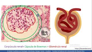 VIDEO HISTORY #34 | Urinary System - Kidney
