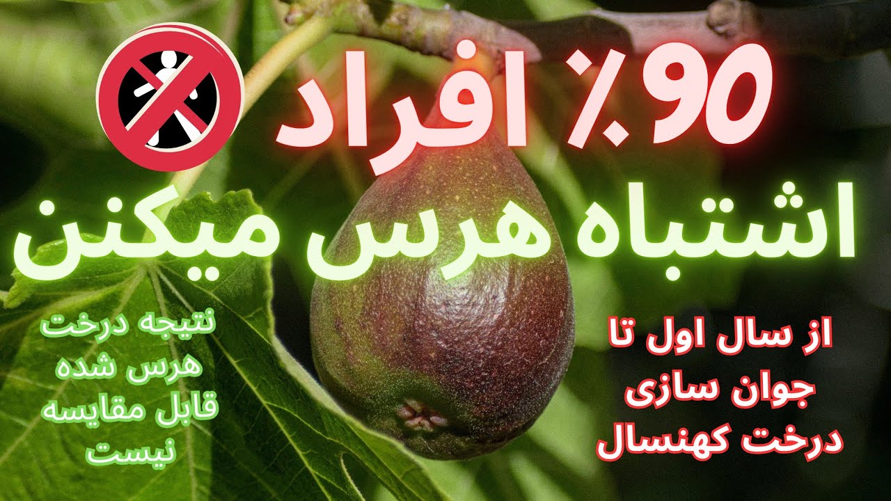 آموزش روش صحیح هرس کردن درخت انجیر که آموزش دهندگان هرس اشتباه انجام میدهند