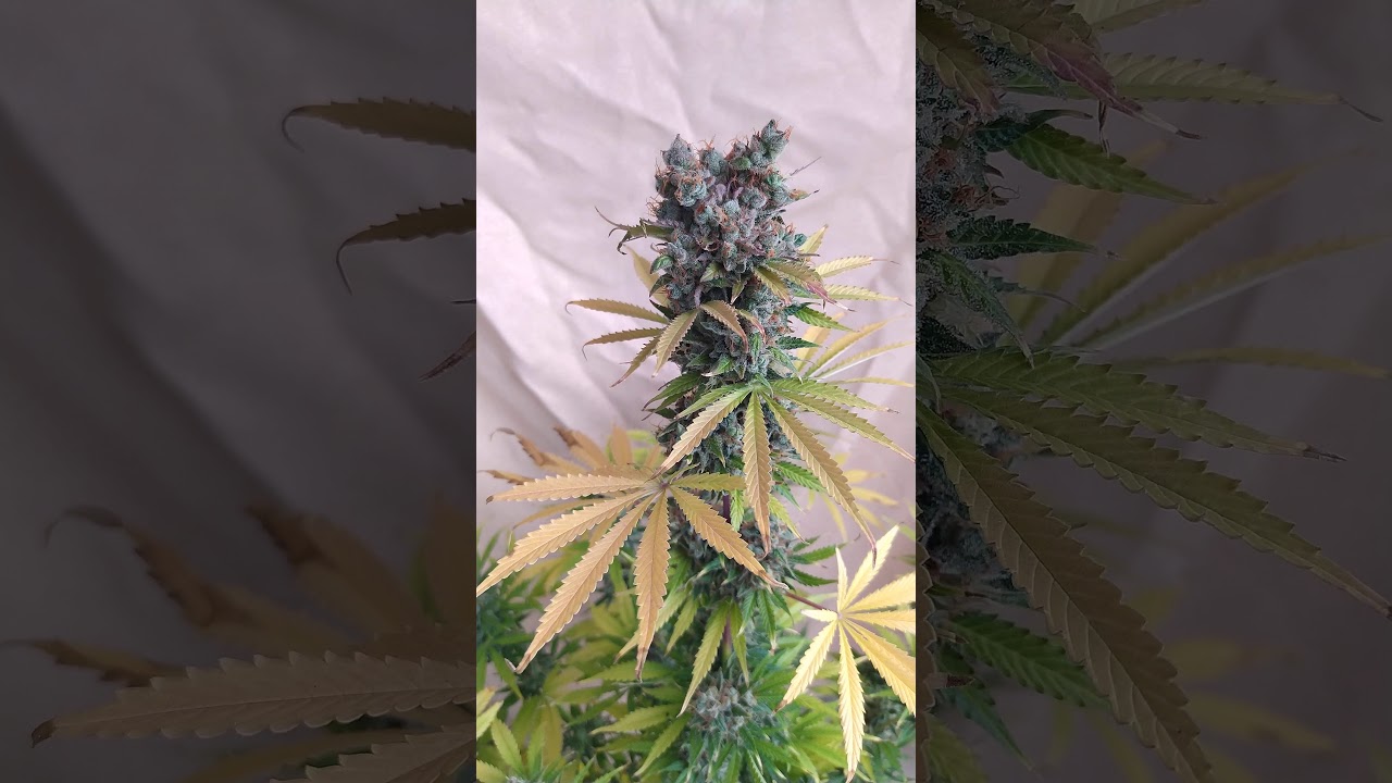 Tutankamón automática del Banco pyramidseeds