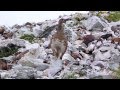 ヒナを呼ぶママ雷鳥