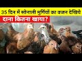 35 दिन में सोनाली मुर्गियों का वजन देखिये(Desi sonali Poultary farming)