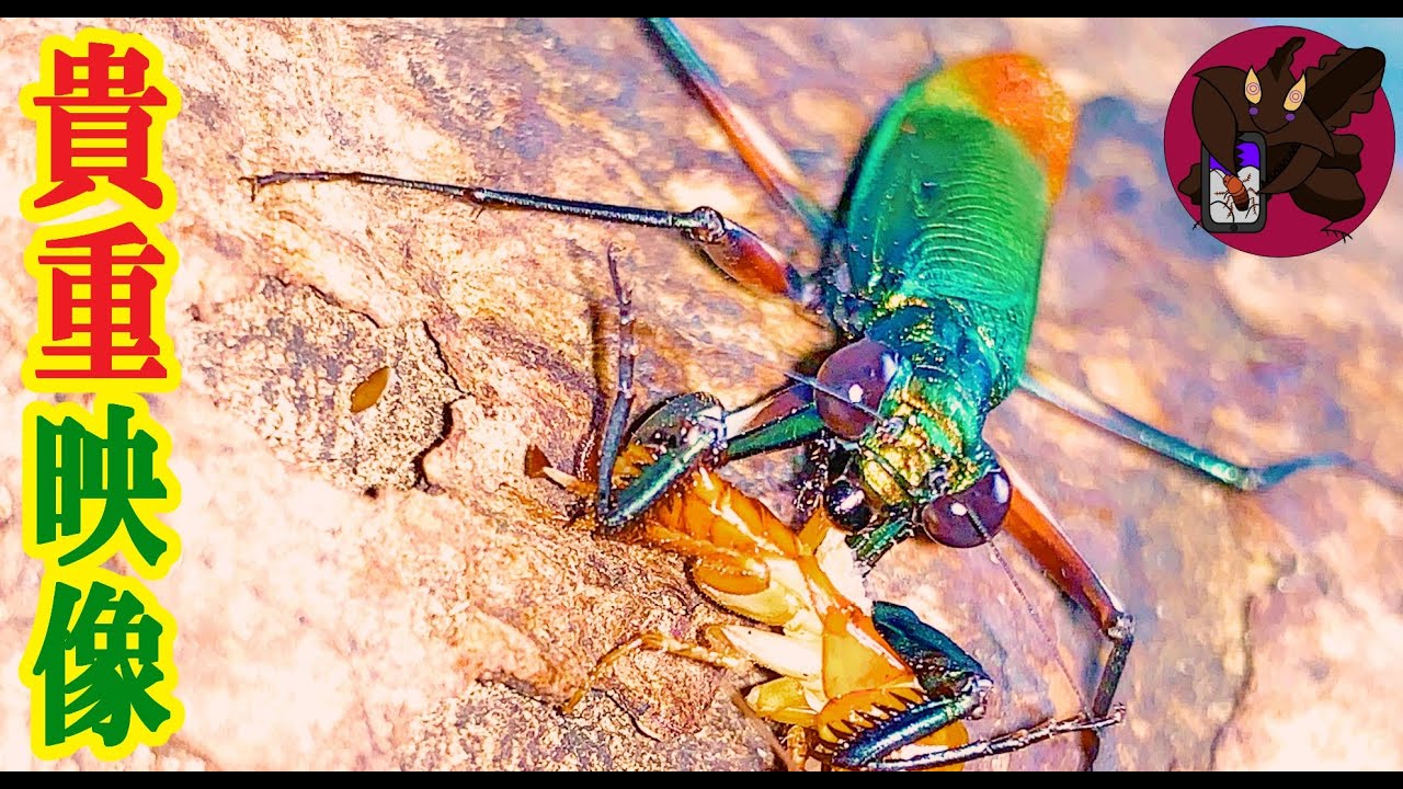 The precious meal of the world's most beautiful mantis, the