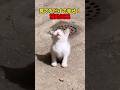 眼福じゃ〜 #猫 #cat #cats #cute