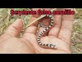 serpiente falso coralillo
