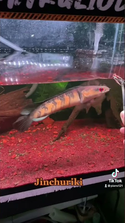 Mental Channa Maru Red Barito