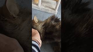 Download Lagu Knappe Job zoekt een goudenmandje  ❤️ MP3