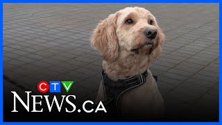 Frontline workers launch society to help those struggling with addiction find care for their pets