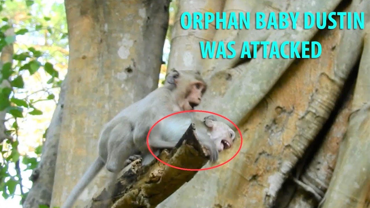 OMG!Why big monkey bite orphan baby Dustin,Poor baby Dustin escape almost fall from tree