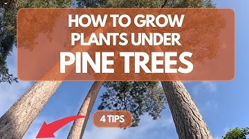 How to Grow Plants Under Pine Trees (Based on Experience)