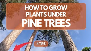 How to Grow Plants Under Pine Trees (Based on Experience)