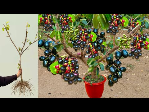 Unique Techniques for Grafting Java Plum with banana / growing Java plum tree has a lot of fruits