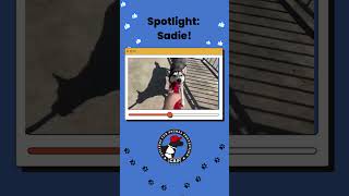 Let Alaskan Husky mix Sadie rescue you and your family today at Citizens for Animal Protection! by Citizens for Animal Protection 19 views 6 months ago 1 minute, 19 seconds