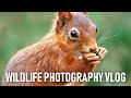 Wildlife Photography Hide