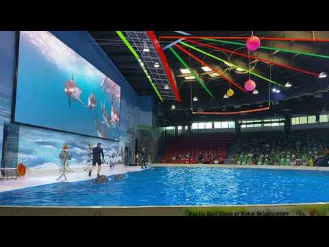 Dubai dolphinarium