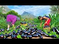 Harvesting A Lot of Fresh Eggplants and Cooking Traditional Azerbaijani Dish!