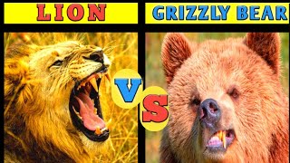 Lion vs grizzly bear/#lion/#bear/Who is the best lion or grizzly bear?? In Hindi.