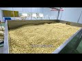 Drying process for vietnamese cashew nuts  vicanutvn