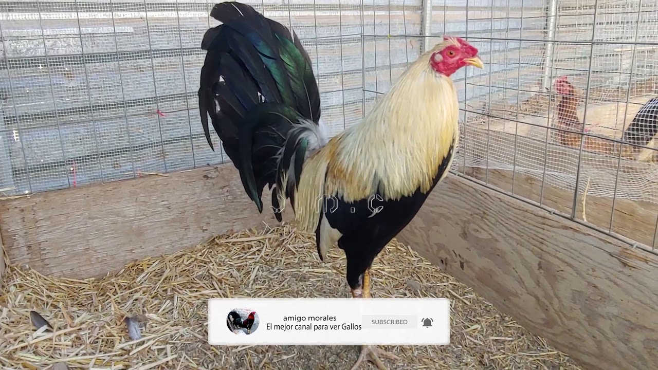 Un Giros Puckett muy fino, The best Roosters Puckett, Giros Roy Brady