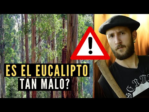 Video: Caída de ramas en eucalipto: razones por las que las ramas de eucalipto caen en la propiedad