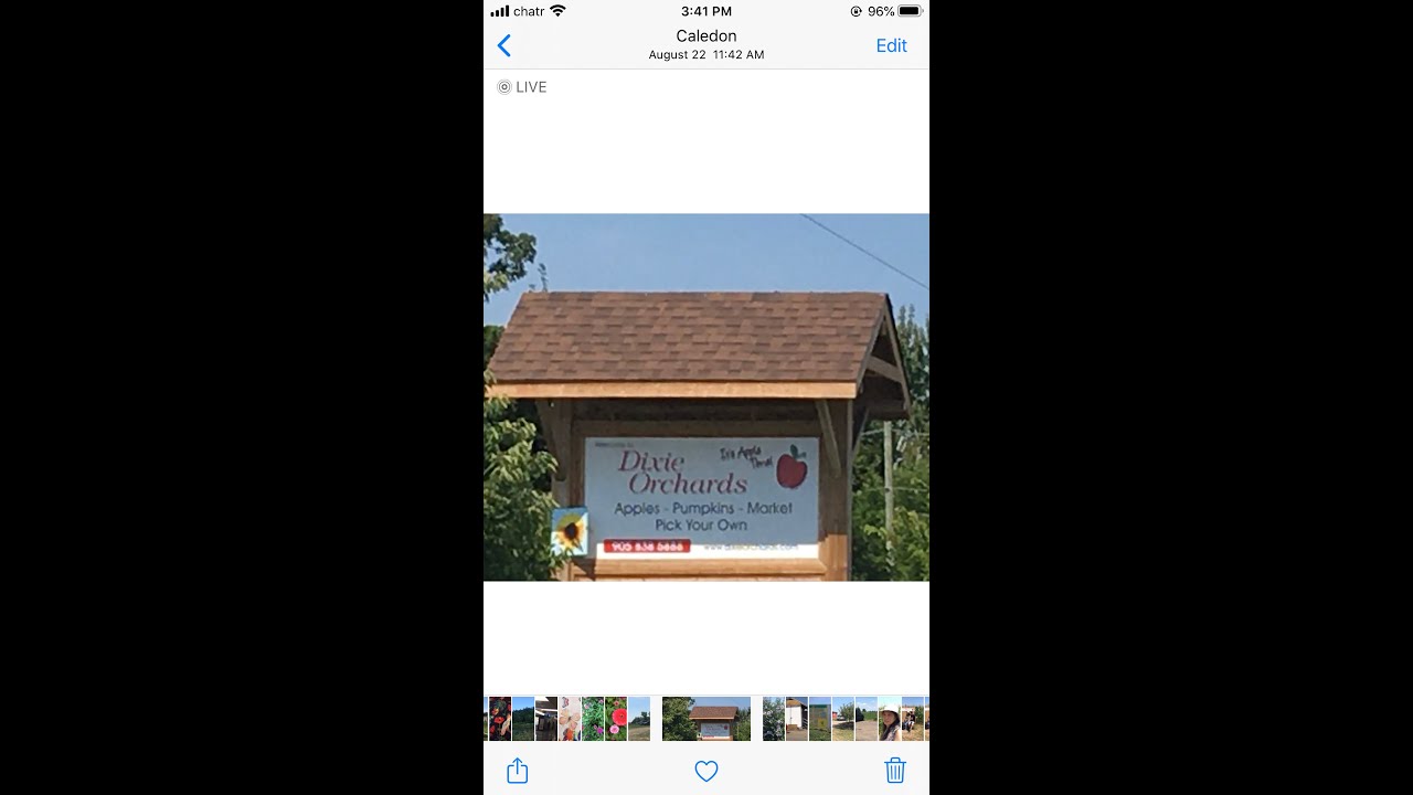 Sunflower Farm Caledon Ontario... YouTube