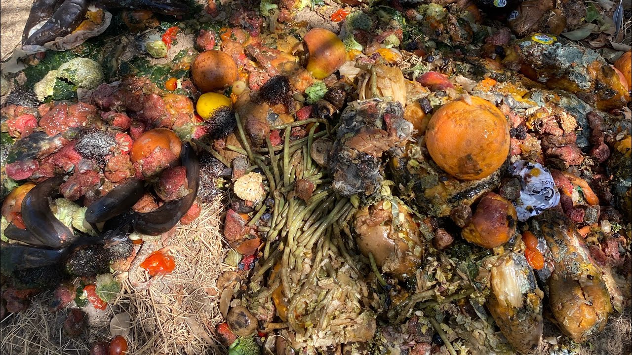 Collecting Food Scraps - YouTube