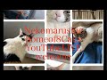 むちゃくちゃ腹が立つ事がありました😎⃤😡⃤🥶⃤ Neko marchie🐱ライブ