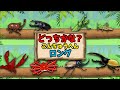 【子供向けアニメ】どっちかな？ロング〈カブトムシ、クワガタ、スズメバチ、カマキリ、アメリカザリガニ、ヘラクレスオオカブト〉【昆虫・虫】insect beetle stag animation