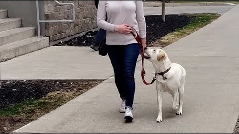 Loose Leash Walking: Train your dog with these easy tips!