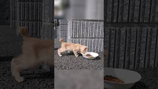 子猫がエサを食べようとすると横から成猫がやってきた結果…