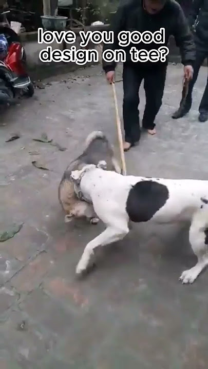 #dogfight #pitbullfight #pitbull #attack #dog