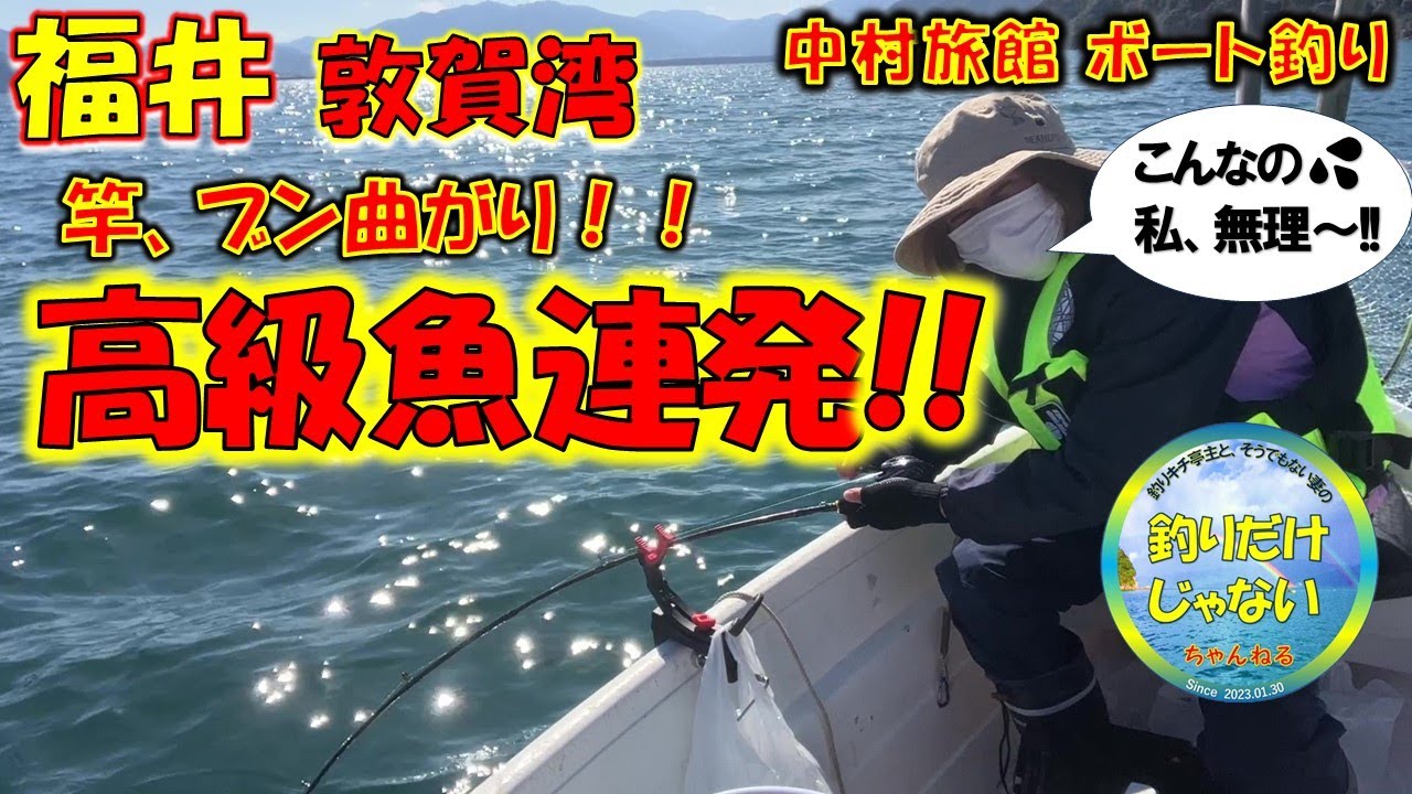 【2023年10月下旬】高級魚連発！！中村旅館レンタルボート釣り。泳がせ釣りに大物が連続HIT。釣り嫌い妻「ヨチコ」は大物の引きに耐えられるか?!友人ゲストはアジ爆釣。クーラーボックス2つを満タンに。