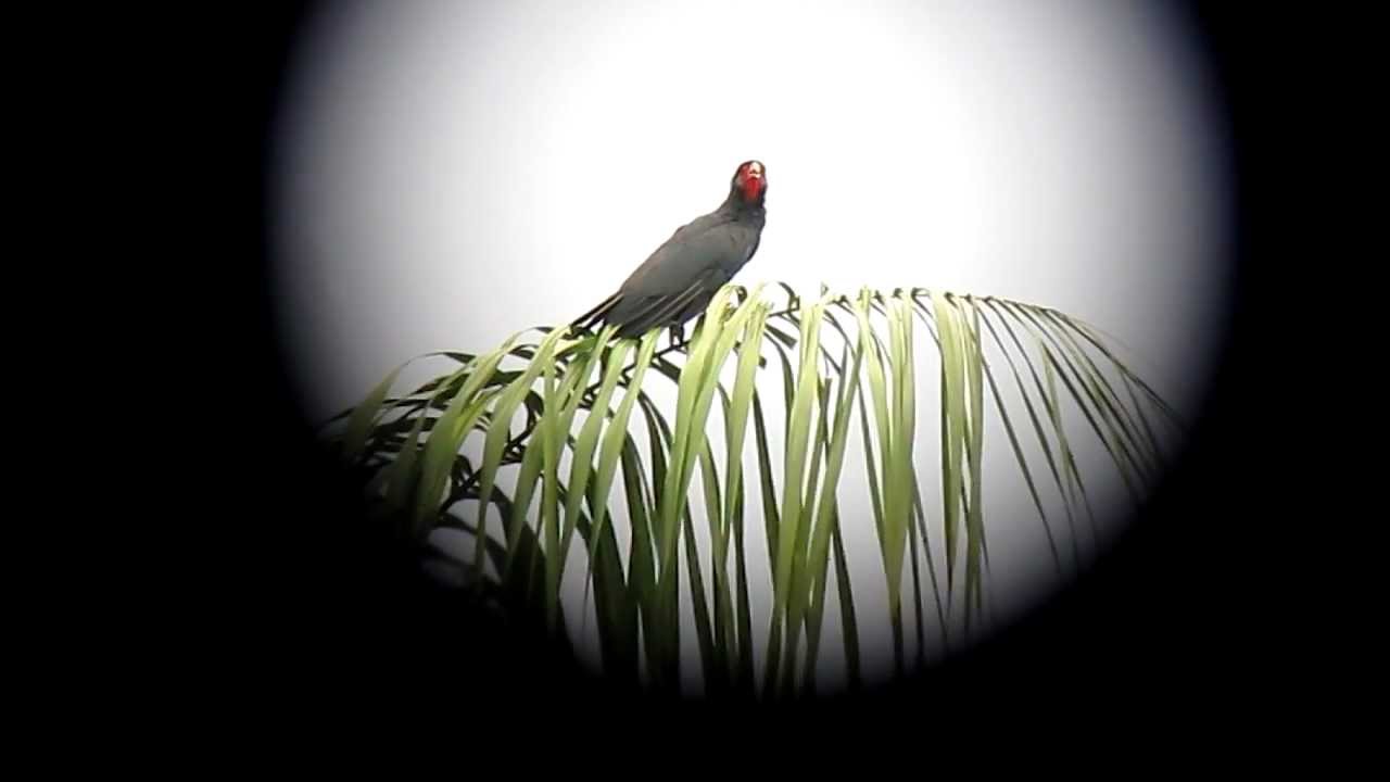 Red-throated Caracara - Ibycter americanus - Mitu Cachivera, Mitu